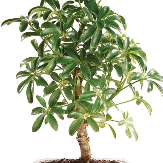 plant, plant tree, low maintenance plant