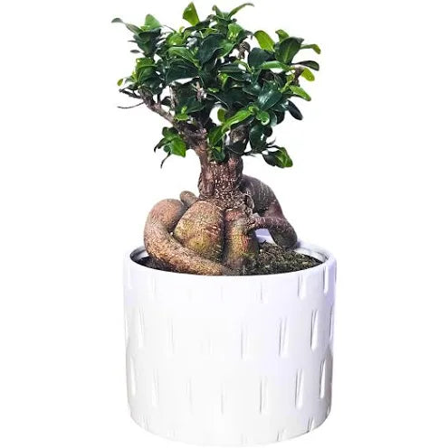 Mini Bonsai