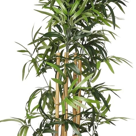 bamboo tree plants, plants 