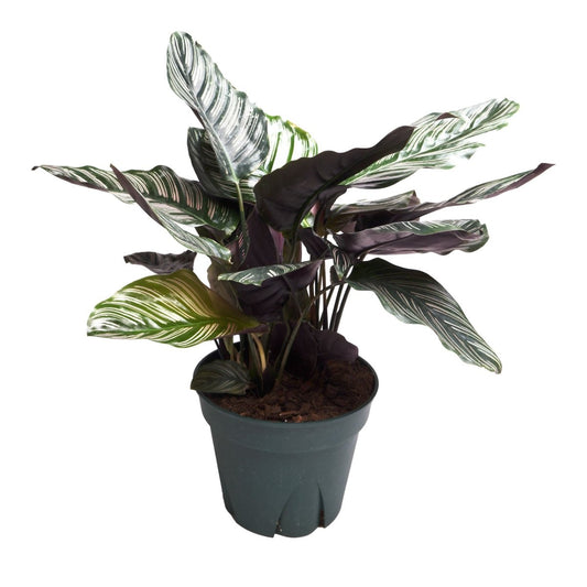 Calathea Plant with vibrant, patterned leaves and compact growth, perfect for indoor gardening and container landscapes