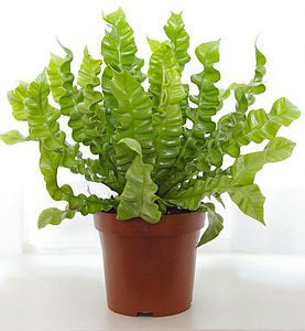 Bologna Plant with curly, vibrant green leaves in a compact, upright growth habit, perfect for indoor gardening and low-maintenance care