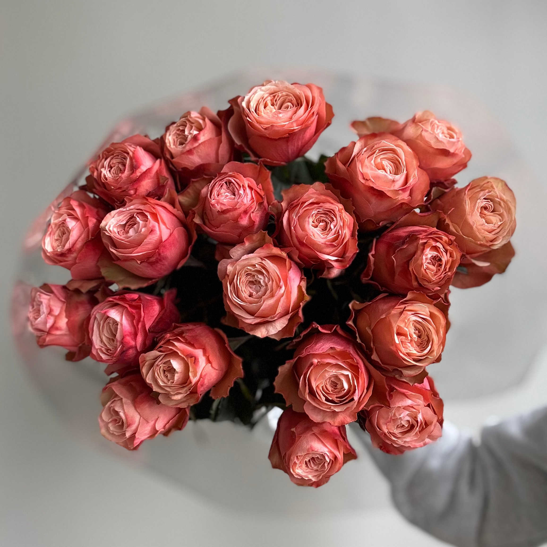 Bouquet of pink roses held by a person against a white background