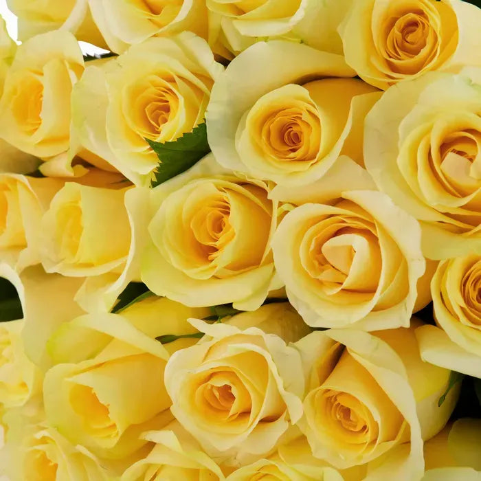 A close-up of Brighton Yellow Roses, featuring vibrant yellow petals with a soft, creamy center, exuding a cheerful and fresh appearance