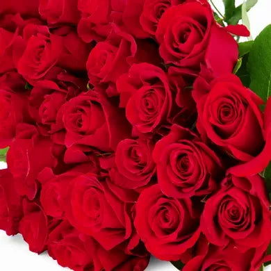 Freedom Red Rose with vibrant, deep red petals, large, full blooms, and a classic rose shape, exuding elegance, strength, and a rich fragrance