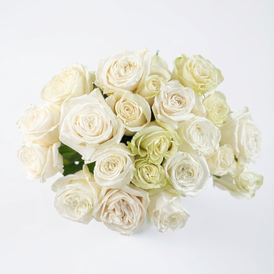 Bouquet of white and light green roses on a white background