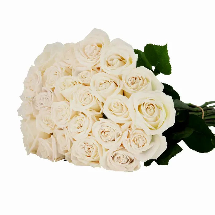 Playa Blanca Rose with pure white petals and a soft, delicate appearance, featuring a classic, elegant shape and a slight fragrance.

